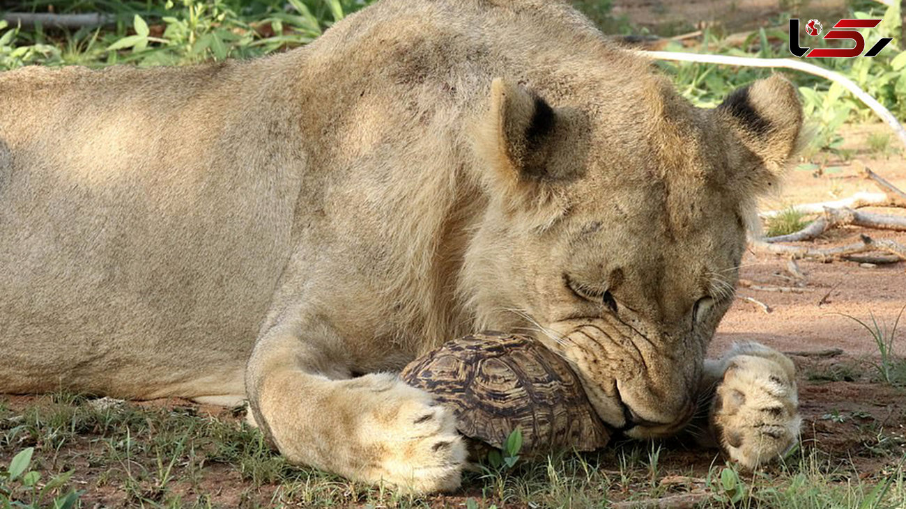 جنگ شیر و لاک پشت در زامبیا + عکس های زیبا