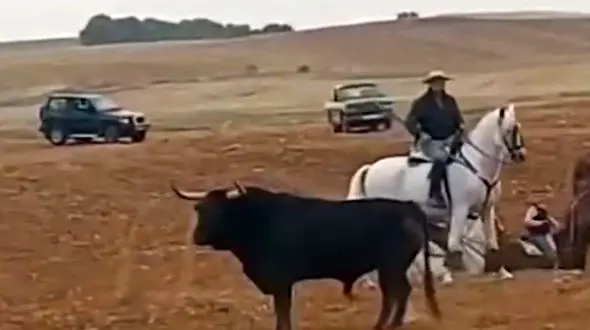 از عصبانی شدن گاو خشمگین تا تصادف وحشتناک در جاده