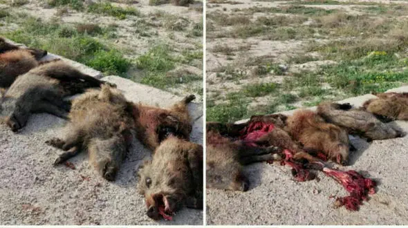 عکسی دردناک و وحشتناک / ترس رهگذران از لاشه های خونین در کنار جاده بوشهر+ عکس