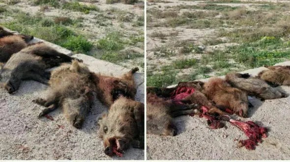 عکسی دردناک و وحشتناک / ترس رهگذران از لاشه های خونین در کنار جاده بوشهر+ عکس