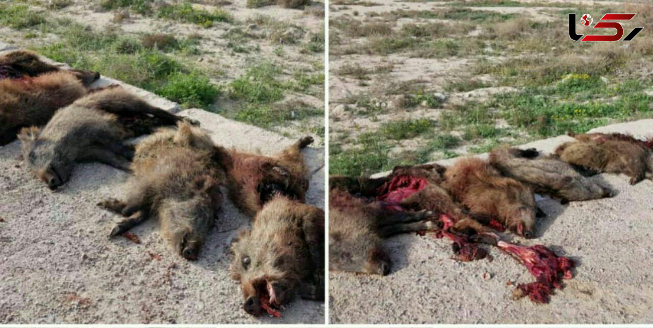عکسی دردناک و وحشتناک / ترس رهگذران از لاشه های خونین در کنار جاده بوشهر+ عکس