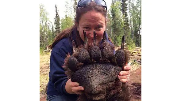 مقایسه پنجه خرس و صورت انسان +‌ عکس