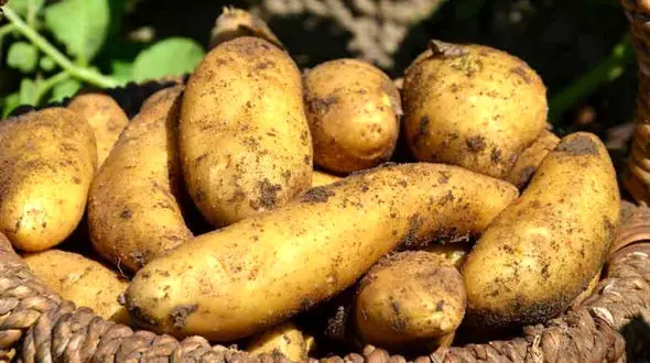 فرار از سرطان با سیب زمینی