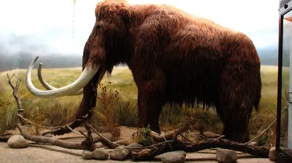 سفر به گذشته: یافتن ماموت‌های باورنکردنی یک میلیون ساله