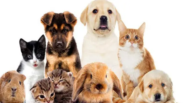 نگهداری حیوانات خانگی چقدر هزینه می برد؟ + فیلم