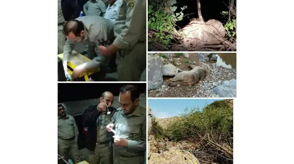 نجات شبانه یک قلاده خرس در شهرستان سراب + عکس