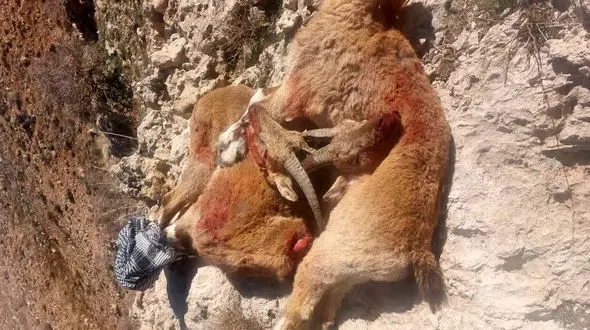 کشف لاشه کل وحشی سرنخی برای دستگیری شکارچیان بی رحم پارک ملی دنا