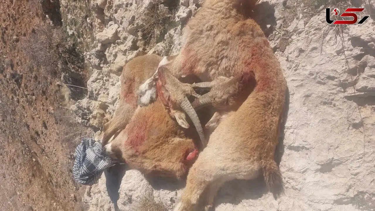 کشف لاشه کل وحشی سرنخی برای دستگیری شکارچیان بی رحم پارک ملی دنا