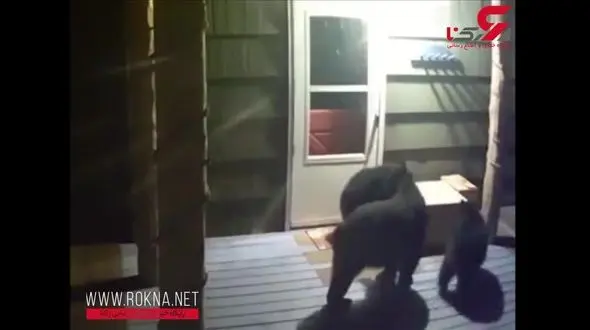 دزدی خانوادگی خرس ها! + فیلم