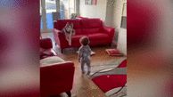 بازی کردن سگ با کودک در خانه + فیلم 