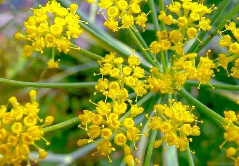 گیاه آنغوزه