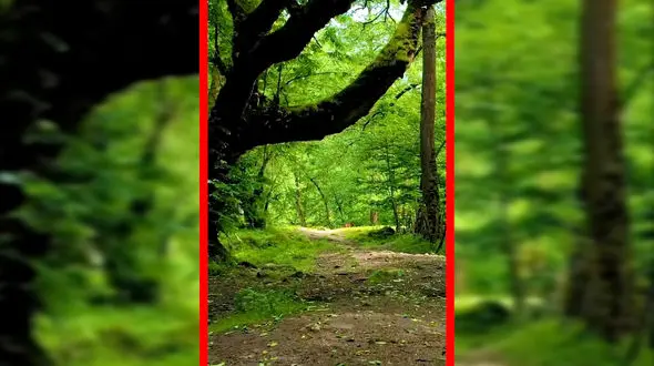 فیلم جنگل لفور و زیبایی‌های هیرکانی سوادکوه