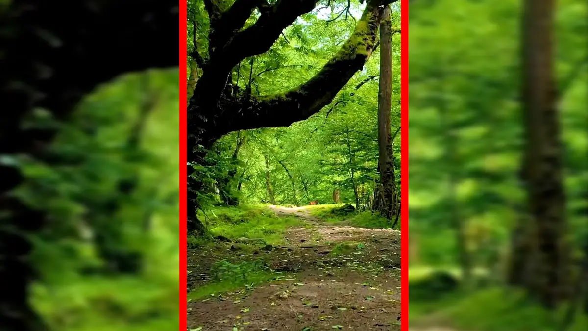 فیلم جنگل لفور و زیبایی‌های هیرکانی سوادکوه