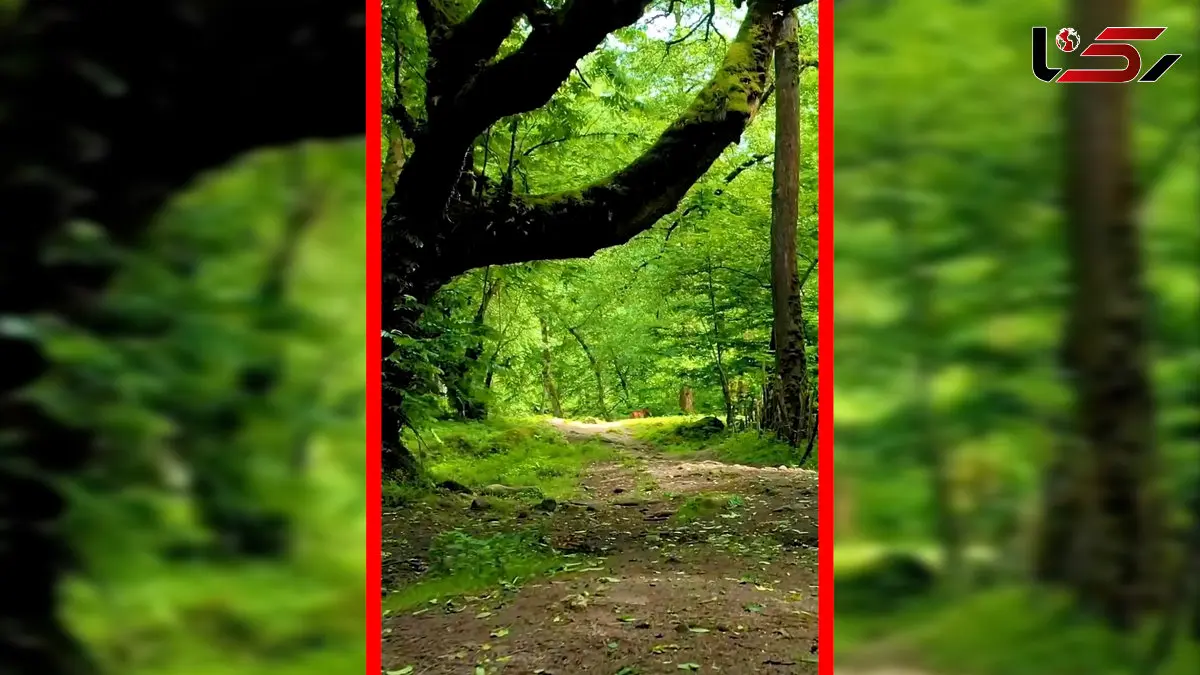 فیلم جنگل لفور و زیبایی‌های هیرکانی سوادکوه