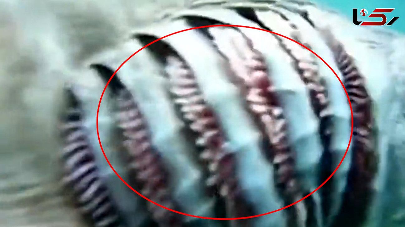 فیلم حمله کوسه ماهی عجیب به غواص 