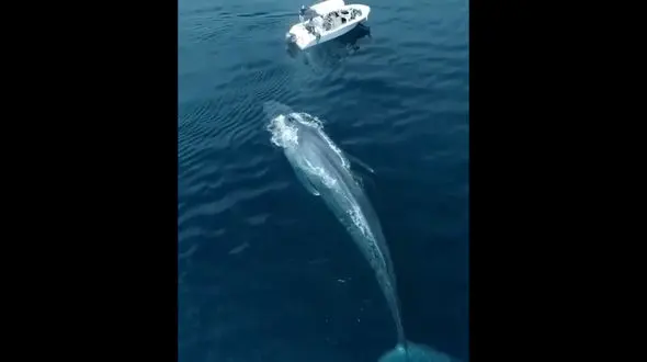 تصویری زیبا از حرکت کوسه + فیلم