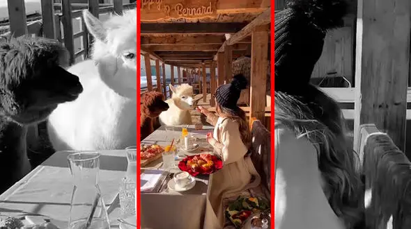 فیلم همسفره شدن دو لاما با دختر جوان