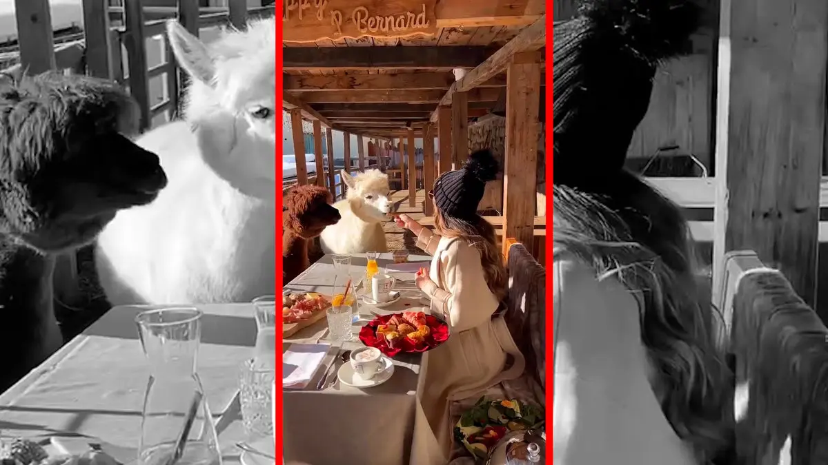 فیلم همسفره شدن دو لاما با دختر جوان