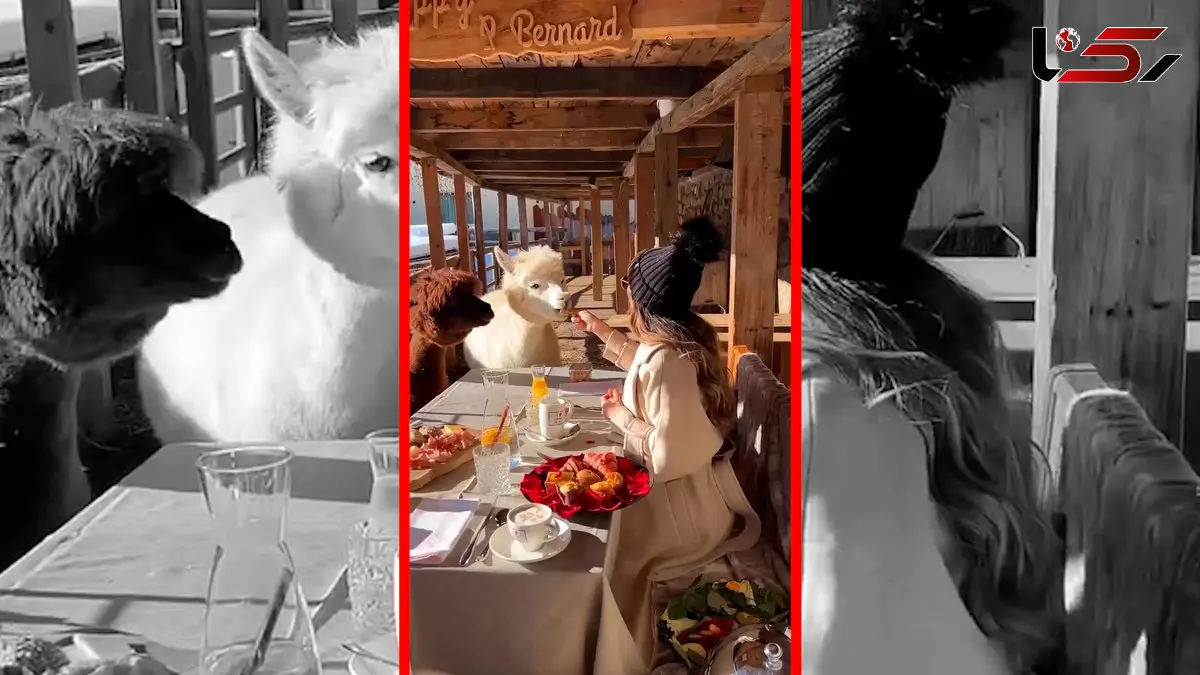 فیلم همسفره شدن دو لاما با دختر جوان