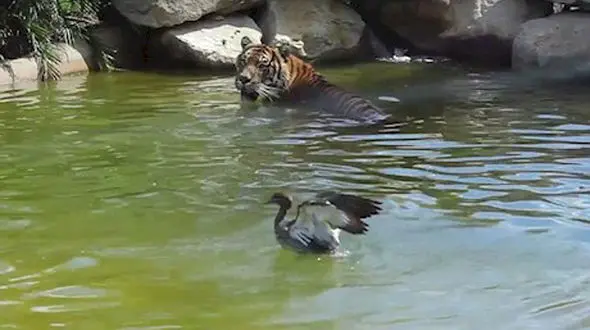فیلم رفتار عجیب و دیدنی یک ببر با یک اردک+فیلم