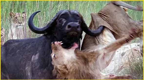 فیلم/ 6 باری که شیرهای نگون بخت توسط بوفالوها و گورخرها کشته شدند 