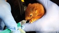 پلیس آلمان مردی را از دست یک بچه سنجاب نجات داد