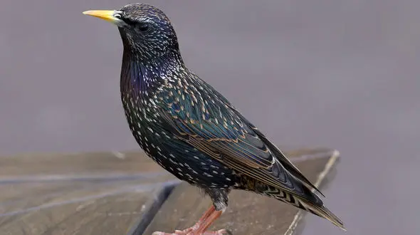 صدای زیبا و عجیب سار معمولی+ فیلم 