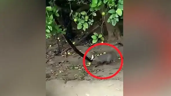 جهش خدنگ برای شکار مار غول پیکر از روی درخت! + فیلم