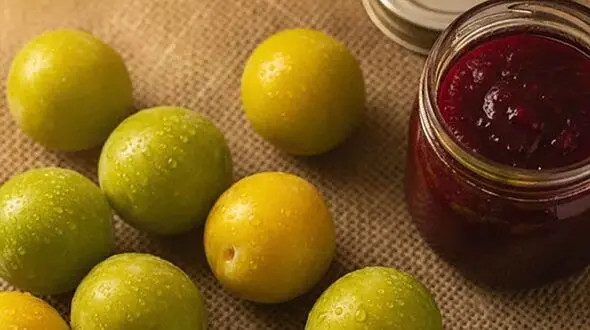 طرز تهیه خانگی رب آلوچه 