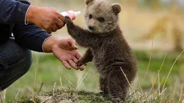 فیلم بازی با توله خرس و لحظه های ناب حیات وحش