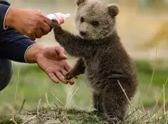 فیلم بازی با توله خرس و لحظه های ناب حیات وحش