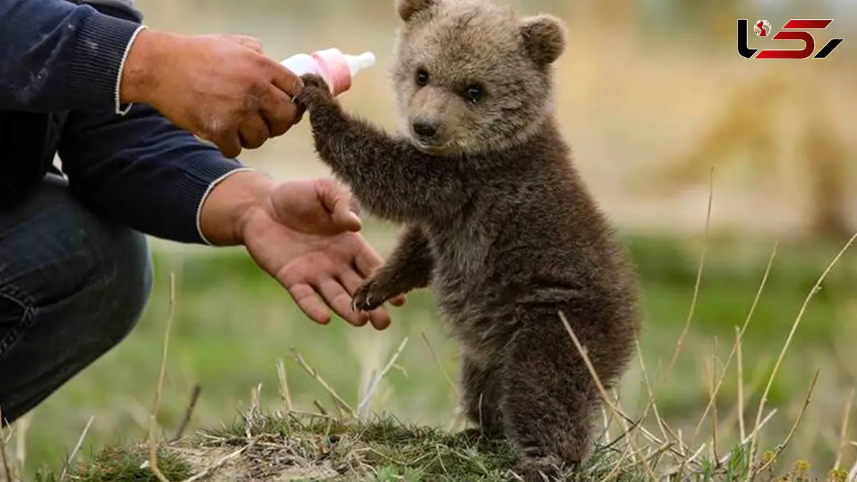 فیلم بازی با توله خرس و لحظه های ناب حیات وحش