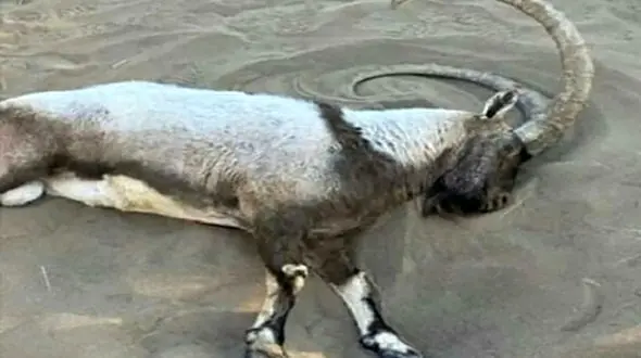 تسلیم شدن عامل جنایت تلخ در کویر مرنجاب نزد پلیس + فیم و عکس

