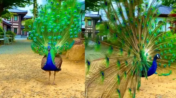 ببینید / کلیپ بسیار زیبا و هیجان انگیز از باز کردن پرهای طاووس! + فیلم