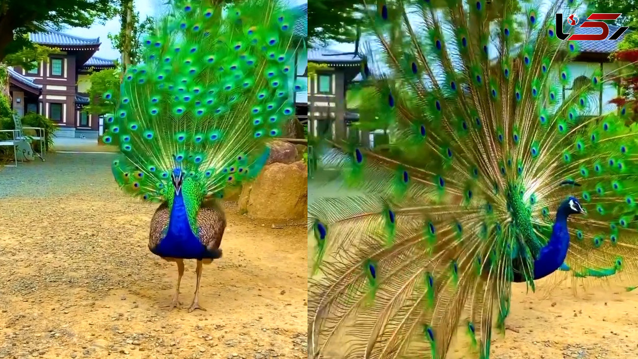 ببینید / کلیپ بسیار زیبا و هیجان انگیز از باز کردن پرهای طاووس! + فیلم