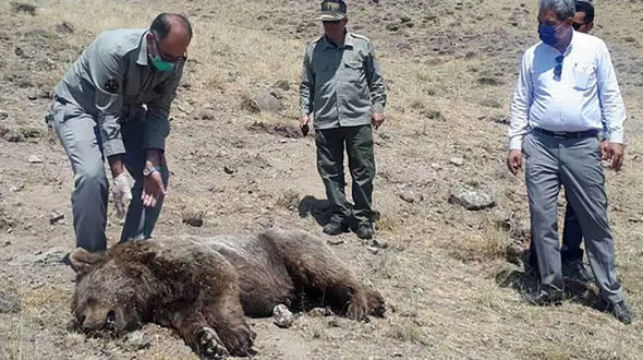 عکس وحشتناک /  مرد بی رحم با تراکتور خرس را له کرد / در مشگین شهر رخ داد