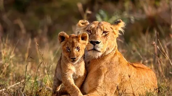 فیلم عاشقانه شیر ماده و توله هایش