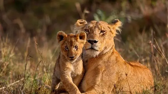 فیلم عاشقانه شیر ماده و توله هایش