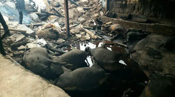 گوسفندان با ترکیدن پیک نیک زنده زنده کباب شدند + تصویر تلخ 