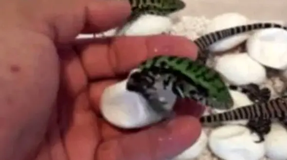 تولد سمندر به روایت دوربین + فیلم