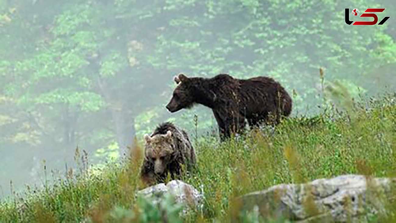 عکس های زیبا از 2 توله خرس به همراه مادرشان