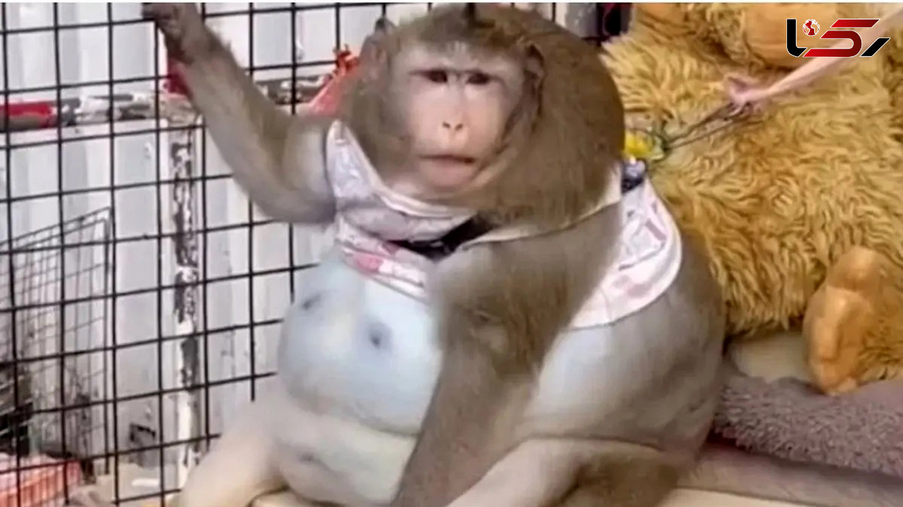 چاق ترین میمون جهان تلف شد / او عاشق نوشابه و شیرینی بود !