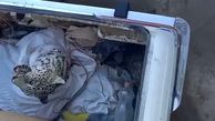 وحشت از حمله پلنگ به یک گاوداری در کرمان + فیلم زنده گیری 