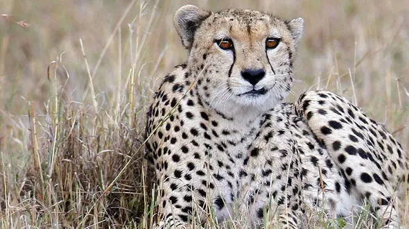 رفتار عاشقانه کوشکی و دلبر در پردیسان / سقط جنین دلبر جوان همه چیز را به هم زد + عکس