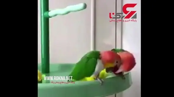 جنگ تن به تن دو طوطی و ذوق زدگی طوطی برنده+ فیلم