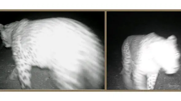 مشاهده پلنگ ایرانی در ملکشاهی + عکس 