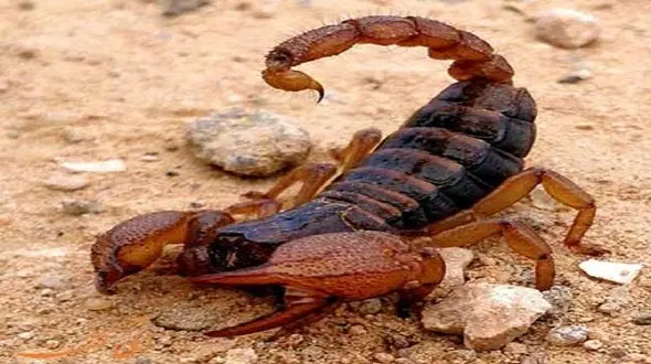 عقرب زن زائوی ایذه ای را نیش زد !
