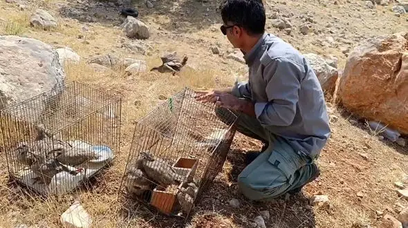 محیط زیست، 14 کبک شکار شده توسط متخلفان را در طبیعت رها کرد
