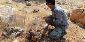 محیط زیست، 14 کبک شکار شده توسط متخلفان را در طبیعت رها کرد