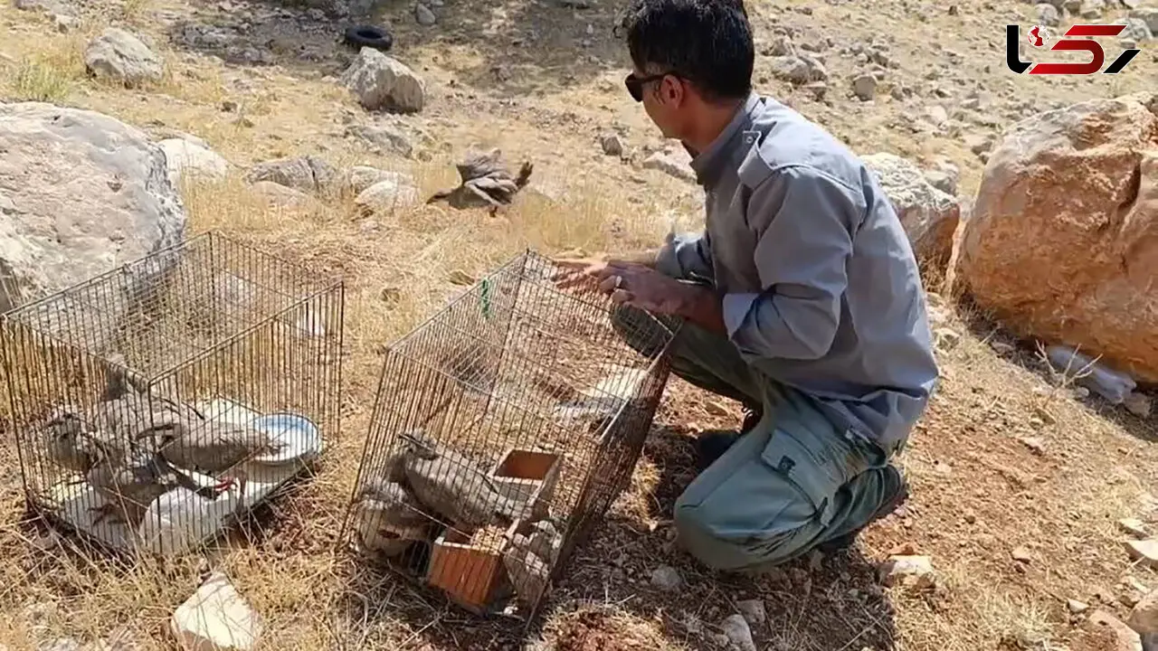 کشف و ضبط 14 کبک توسط متخلفان